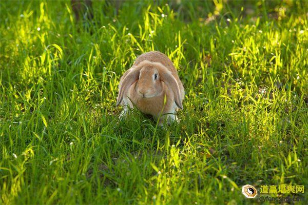 属兔生肖兔兔年出生的命运属兔的运程属兔的人运势-道赢堪舆网