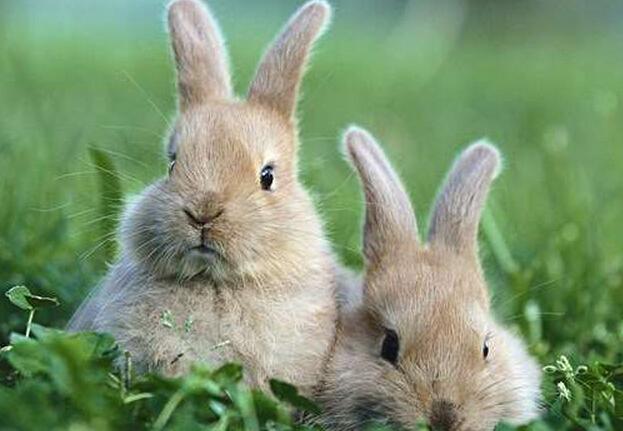 小兔子和小镜子mp3