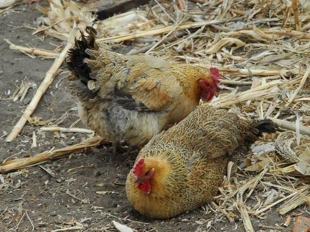 鸡几个月下蛋母鸡多长时间下蛋