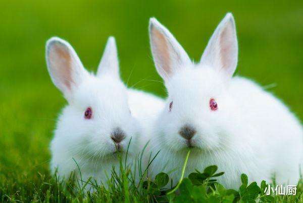 属兔跟哪个生肖最配对呢生肖兔和什么生肖配对最好