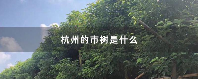 杭州的市树是香樟该树种在南方很常见它是常绿乔
