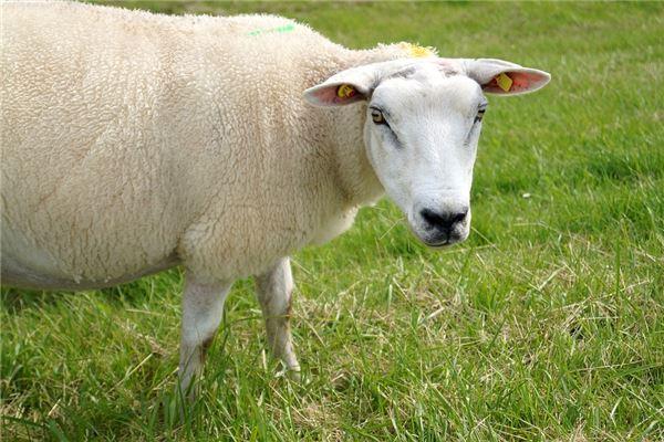 1967年属羊人2021年运势及命运55岁生肖羊在牛年每月运程如何