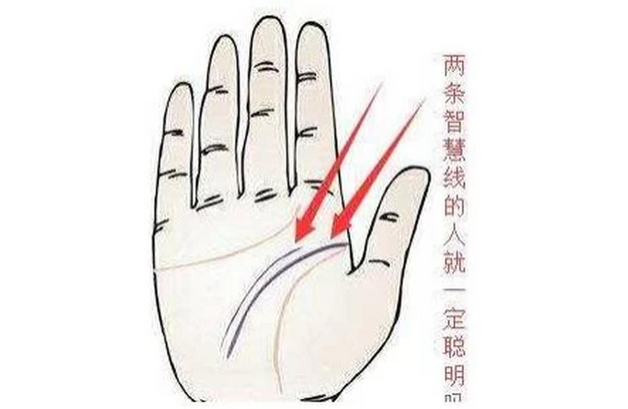 有两条智慧线  或者说手掌中的智慧线分成了两条平行存在于手掌的正