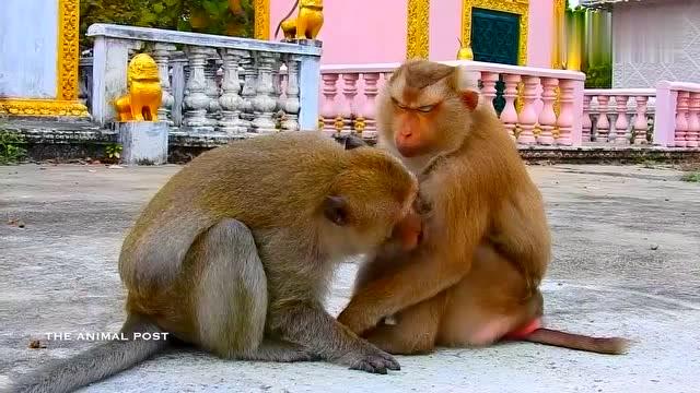 公猴(achab)跟母猴(ally)相互抓虱子感情不错的夫妻!