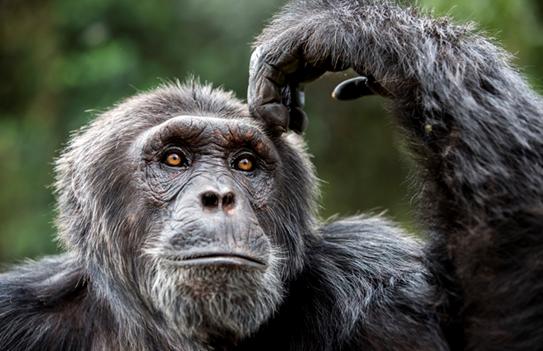 男女遗传差异竟然和男人与雄性黑猩猩的差异一样大