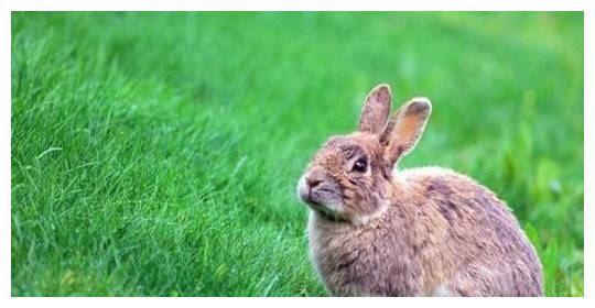 木兔人比较容易有自私的倾向所在处世上不得不注意公平如能多为他人