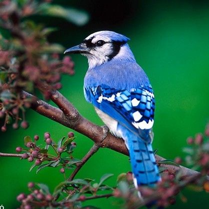 来帮我看看这只蓝色的鸟叫什么名字?