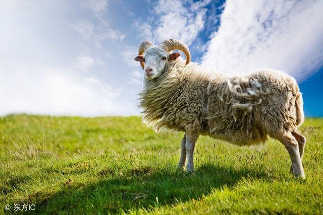 39属羊人每年运势