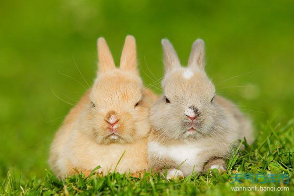 万年历 十二生肖 生肖运势  属兔人在本月份会掌握一些新的技能可能