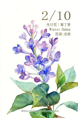 10 生日花紫丁香