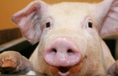 专家预测:猪价大反攻10大猪企出栏低于预期!真正的大涨在5-6月份!