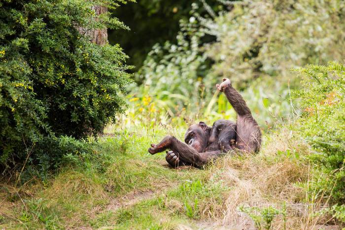 一只黑猩猩坐在草地上