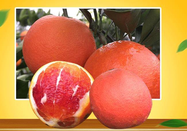 塔罗科血橙批发多少钱一斤