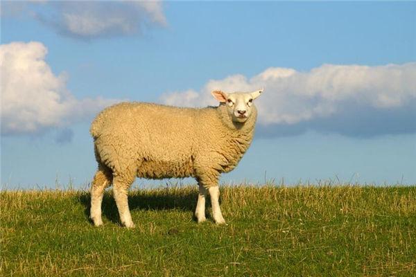 属羊的是哪一年出生的1955属羊的多大几几年出生的