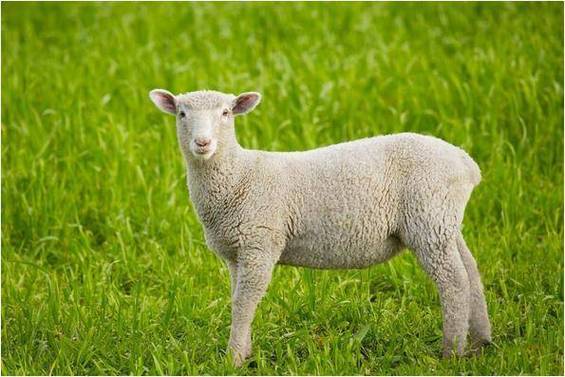 哪个月出生的属羊人命好出生命格差异大