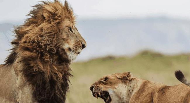 雄狮向母狮怒吼炫耀男性魅力 却被母狮骂:闭嘴吧! 别丢人了
