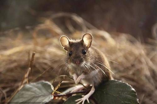 这几个月出生的属鼠人是来还债的命最苦!