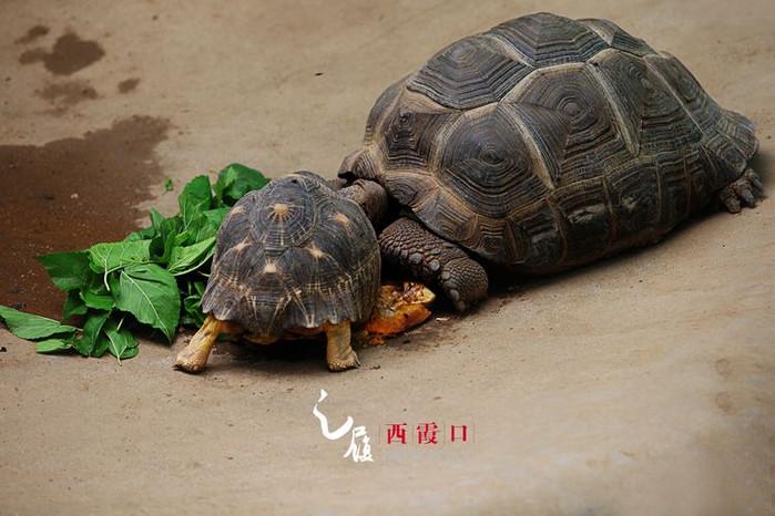 在爬行馆里一大一小两只乌龟交颈而眠让人忍俊不禁.