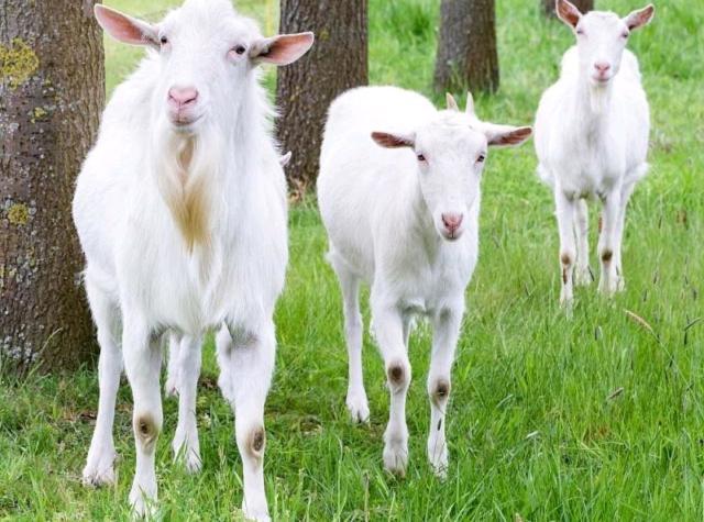 想养殖山羊有没有抗病能力强生长速度快繁殖率高的品种