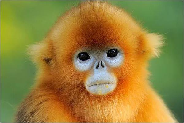 原创惹不起的生肖猴特别是56年68年80年出生的人属猴的来看看
