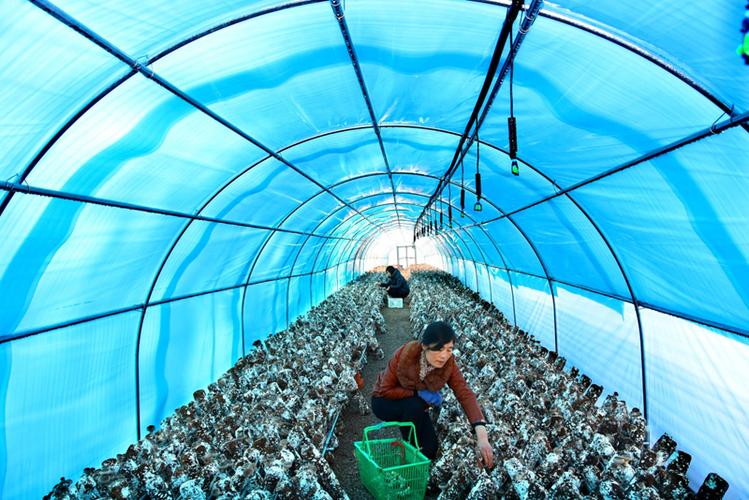11月24日在沂源县悦庄镇寨里村蘑菇大棚基地工人在采摘蘑菇.