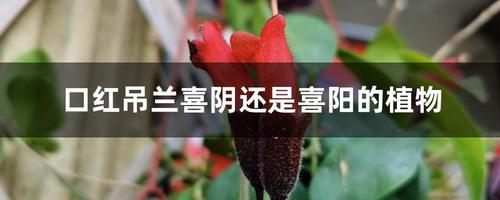 口红吊兰喜半阴半阳适合在散光环境中生长.