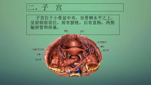 子宫及附件解剖及生理