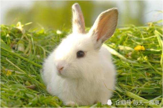 属兔的几月出生好 属兔生于二月 其时正是风寒季节也正是万物萌动的