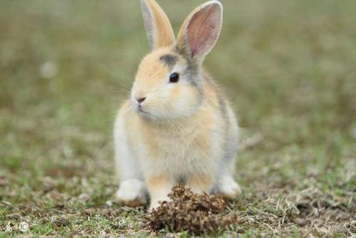 这几个月出生的属兔人个个是富贵命!