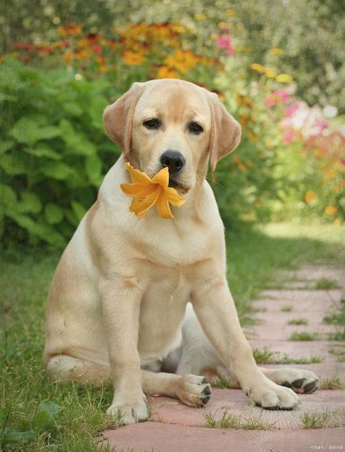 拉布拉多犬来源于加拿大纽芬兰拉布拉多省这也是它的名字来源.