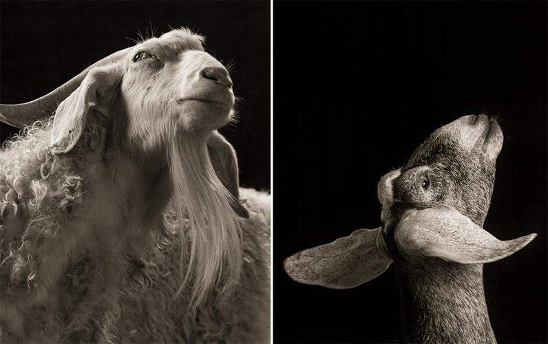 kevin horan 情感丰富的黑白山羊和绵羊摄影