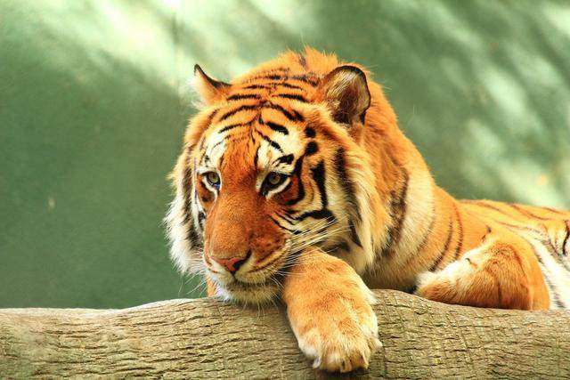 出生在这几个月的属虎人们他们大多都是天生的富贵命!