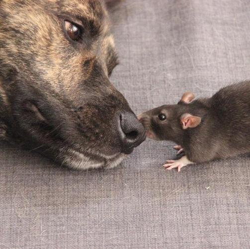 原创不惧怕狗狗的老鼠日常在嘴巴边缘试探饲主它们彼此相互信任