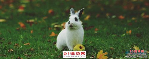 属兔生在几月最命苦属兔的几月出生最不好