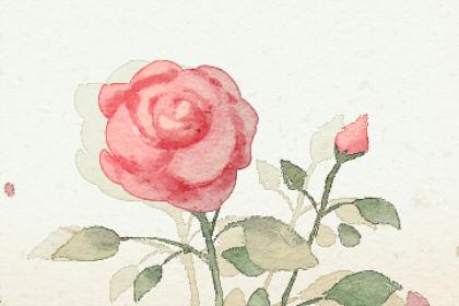 花的梦境解析梦见玫瑰花是吉兆预示的是恋情的顺畅或是得到桃花运