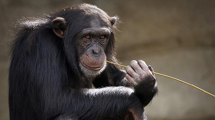 研究黑猩猩一起看电影感情更好