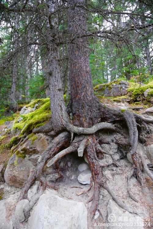 旅行 加拿大印象-哥伦比亚冰原玛琳峡谷 这两棵树我把它们取名为