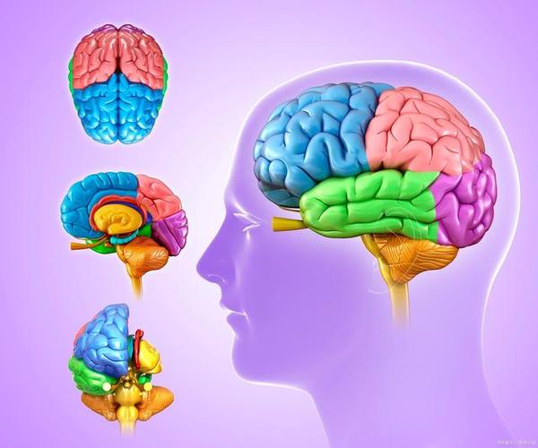 大脑是人类中枢神经系统最为复杂的器官之一负责控制和协调人体所有