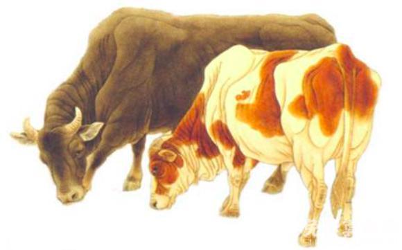 属牛和什么属相配比较好与牛白头偕老的生肖有哪些 1