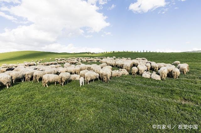 14000头羊在草原上狂奔还记得恒源祥羊羊羊吗