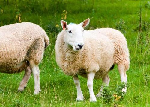 属羊是什么命1979年出生人的命运1979年出生是什么命1979年为农历