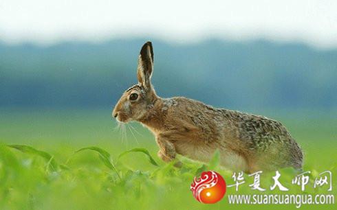 生肖算命分析凶肖是哪几个生肖吉肖是什么生肖