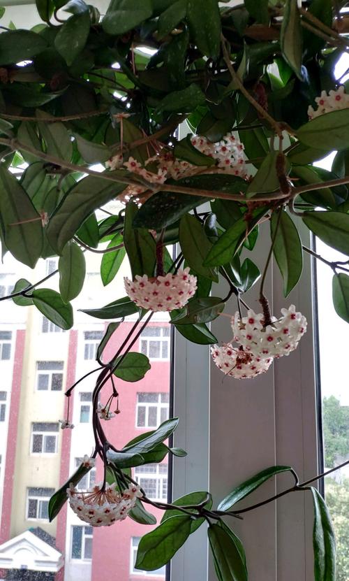 室内盆栽佳品—银斑球兰集观叶赏花闻香于一身新手也能养