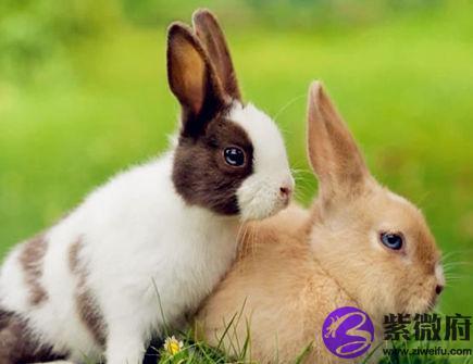 从生肖运势上看属兔人几点出生好?