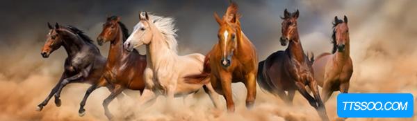 属马的和什么属相最配世界上大约有5800万匹马