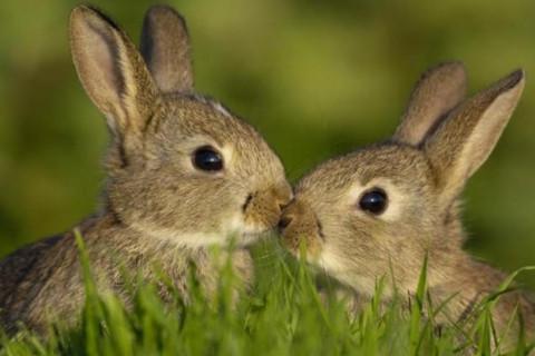 2011年属兔人2022年运势及运程11岁属兔人每月运势解析