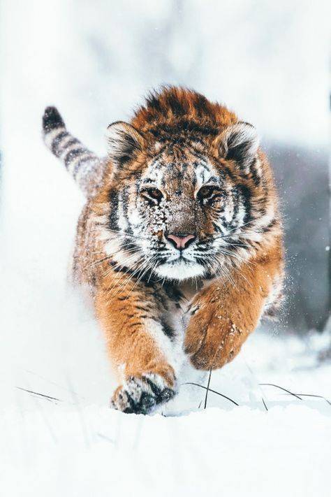 一组雪中霸气的白额虎图片欣赏