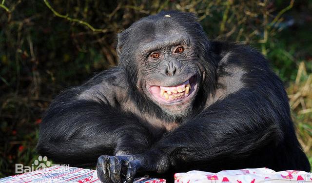 3/5 人猿泰山似人般的动物 黑猩猩栖息于热带雨林集群生活食量大
