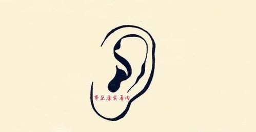 六种耳朵看命运你的耳朵是哪种形状又是什么命