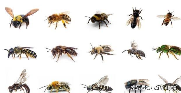 蜜蜂大黄蜂胡蜂瓜蜂….我们能叫上名字的可能